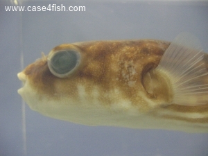 Foto Galerie/Tetraodontiformes/Tetraodon lineatus/Tetraodon lineatus_06_S.jpg